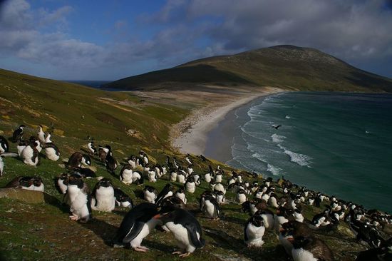 Falkland Islands Penguins 82